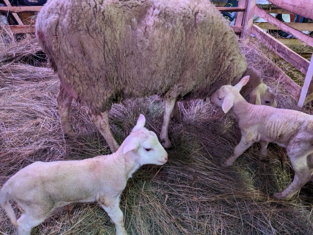 First lambs of 2023